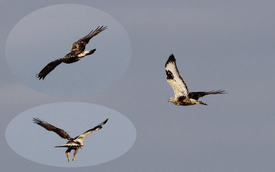 Ruigpootbuizerd / Rough-legged Buzzard / Buteo lagopus