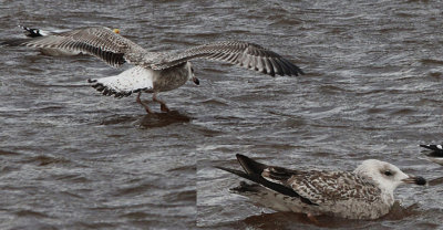 Zilvermeeuw? / Herring Gull? / Larus a. argentatus?