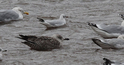 Kleine Mantelmeeuw? / Lesser black-backed gull / Larus f. intermedius/fuscus?