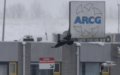 Bonte Kraai / Hooded Crow / Corvus cornix