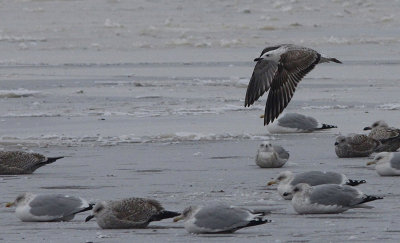 Pontische meeuw / Caspian Gull / Larus cachinnans