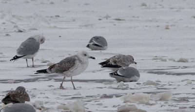 Pontische meeuw / Caspian Gull / Larus cachinnans