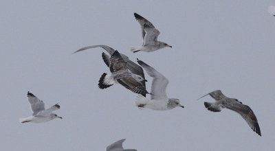 Pontische meeuw / Caspian Gull / Larus cachinnans