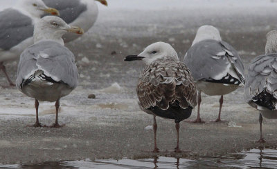 Pontische meeuw / Caspian Gull / Larus cachinnans