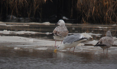 Pontische meeuw / Caspian Gull / Larus cachinnans