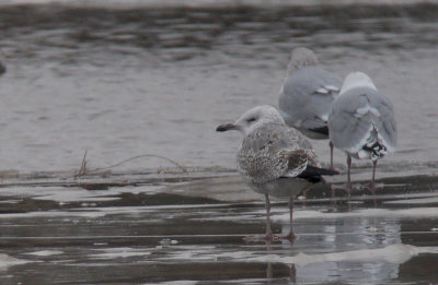 Pontische meeuw / Caspian Gull / Larus cachinnans