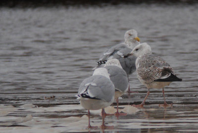 Pontische meeuw / Caspian Gull / Larus cachinnans