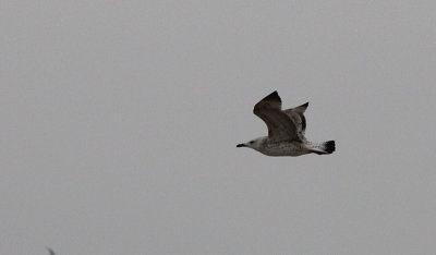 Pontische meeuw / Caspian Gull / Larus cachinnans