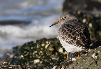 Paarse Strandloper / Purple Sandpiper / Calidris maritima