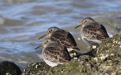 Paarse Strandloper / Purple Sandpiper / Calidris maritima