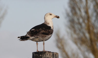 Grote mantelmeeuw / Great Black-backed Gull / Larus marinus