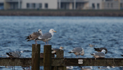 Hybride Pontische meeuw x Zilvermeeuw? / Hybrid Caspian x Herring Gull / Larus cachinnans x Larus argentatus?