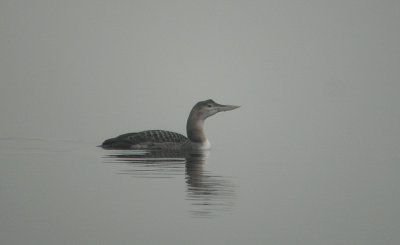 Geelsnavelduiker / White-billed Diver / Gavia adamsii