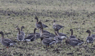 Taigarietgans / Taiga Bean Goose / Anser fabalis