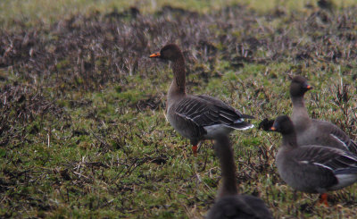 Taigarietgans / Taiga Bean Goose / Anser fabalis