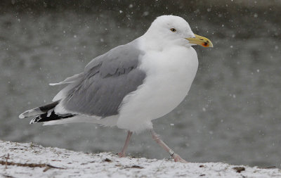 Hybride Pontische meeuw x Zilvermeeuw / Hybrid Caspian x Herring Gull / Larus cachinnans x Larus argentatus