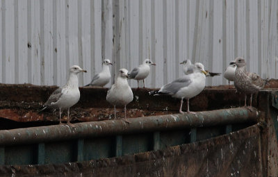 Pontische meeuw / Caspian Gull / Larus cachinnans