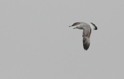 Pontische meeuw / Caspian Gull / Larus cachinnans