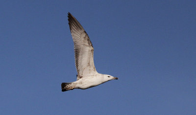 Pontische meeuw / Caspian Gull / Larus cachinnans