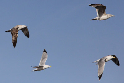 Pontische meeuw / Caspian Gull / Larus cachinnans