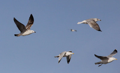 Pontische meeuw / Caspian Gull / Larus cachinnans