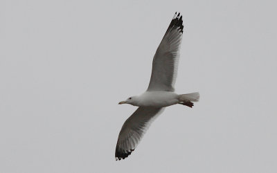 Pontische meeuw / Caspian Gull / Larus cachinnans?