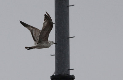 Pontische meeuw / Caspian Gull / Larus cachinnans