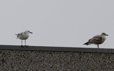 Pontische meeuw / Caspian Gull / Larus cachinnans