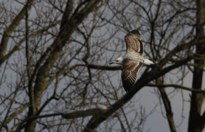 Pontische meeuw / Caspian Gull / Larus cachinnans