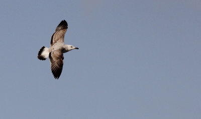 Pontische meeuw / Caspian Gull / Larus cachinnans