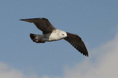 Pontische meeuw / Caspian Gull / Larus cachinnans