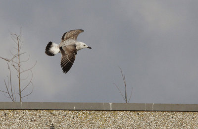 Pontische meeuw / Caspian Gull / Larus cachinnans