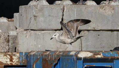 Pontische meeuw / Caspian Gull / Larus cachinnans