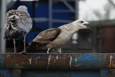 Pontische meeuw / Caspian Gull / Larus cachinnans