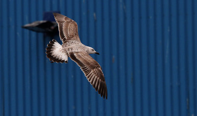 Pontische meeuw / Caspian Gull / Larus cachinnans