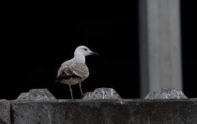 Pontische meeuw / Caspian Gull / Larus cachinnans