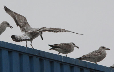 Pontische meeuw / Caspian Gull / Larus cachinnans