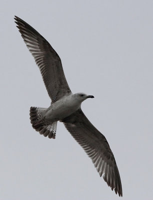 Pontische meeuw / Caspian Gull / Larus cachinnans