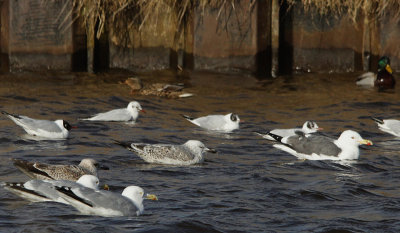 Pontische meeuw / Caspian Gull / Larus cachinnans