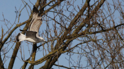 Pontische meeuw / Caspian Gull / Larus cachinnans