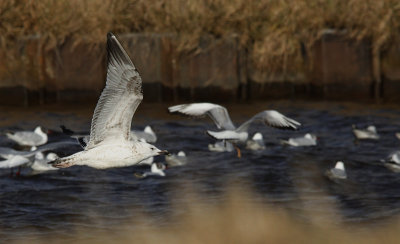 Pontische meeuw / Caspian Gull / Larus cachinnans