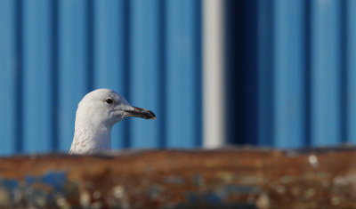 Pontische meeuw / Caspian Gull / Larus cachinnans