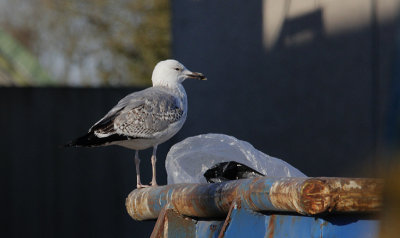 Pontische meeuw / Caspian Gull / Larus cachinnans