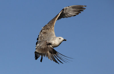 Pontische meeuw / Caspian Gull / Larus cachinnans