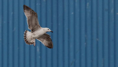 Pontische meeuw / Caspian Gull / Larus cachinnans