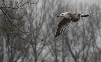 Pontische meeuw / Caspian Gull / Larus cachinnans