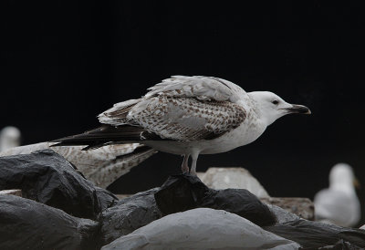 Pontische meeuw / Caspian Gull / Larus cachinnans