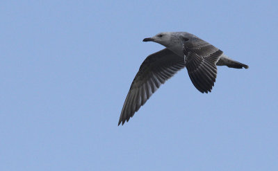 Pontische meeuw / Caspian Gull / Larus cachinnans