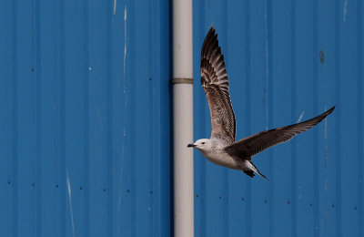 Pontische meeuw / Caspian Gull / Larus cachinnans