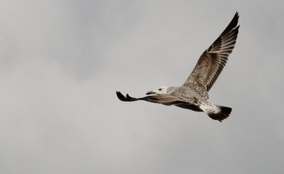 Pontische meeuw / Caspian Gull / Larus cachinnans